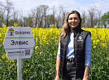 Элвис – масличный чемпион в линейке ранних сортов озимого рапса