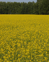 Сурепица Новинка