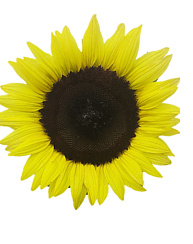 Подсолнечник декоративный Сириус