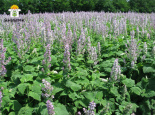 Новый сорт шалфея мускатного с повышенным содержанием эфирного масла