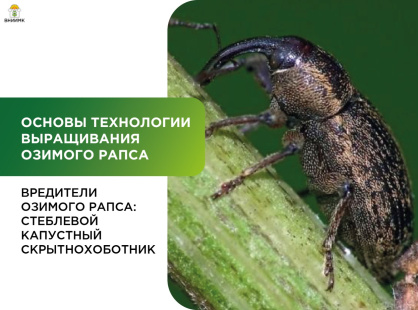 Вредители озимого рапса: стеблевой капустный скрытнохоботник