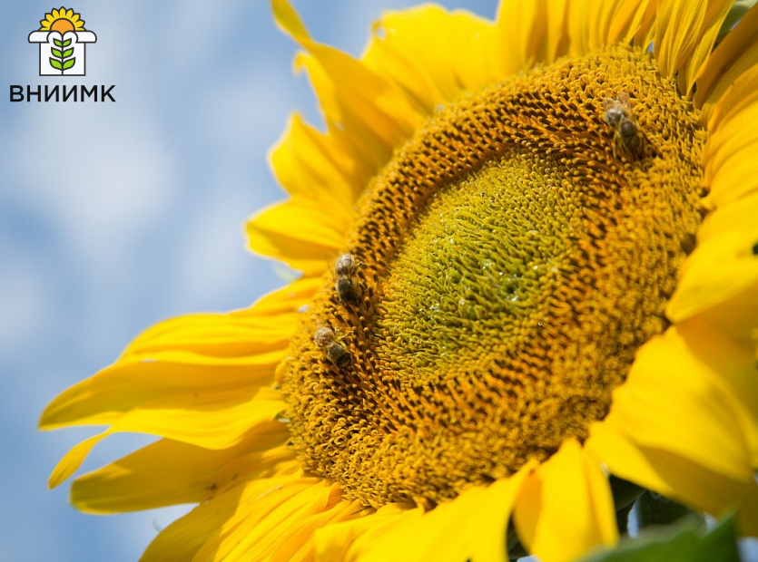 Приглашаем-посетить-Live-беседу-«Вредители-подсолнечника-методы-и-средства-борьбы-с-ними»