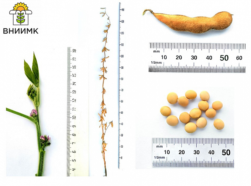 Сорт-сои-Ягуар