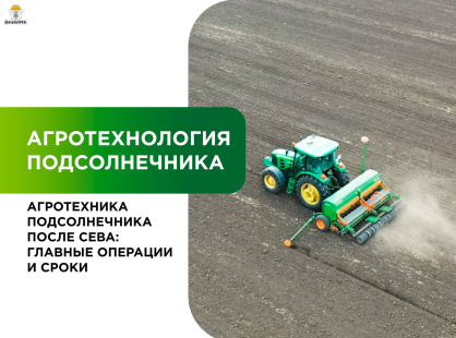 Агротехника подсолнечника после посева: главные операции и сроки