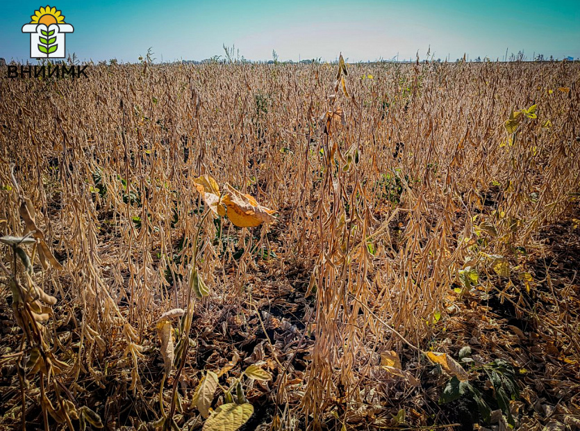 Соя-Липчанка-–-отличный-предшественник-для-озимой-пшеницы-5