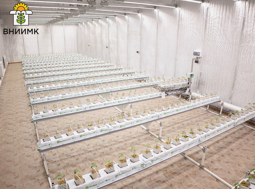 Ученые-ВНИИМК-проводят-эксперимент-по-выращиванию-подсолнечника-гидропонным-способом-8