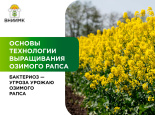 Бактериоз – угроза урожаю озимого рапса