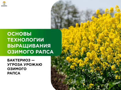 Бактериоз – угроза урожаю озимого рапса