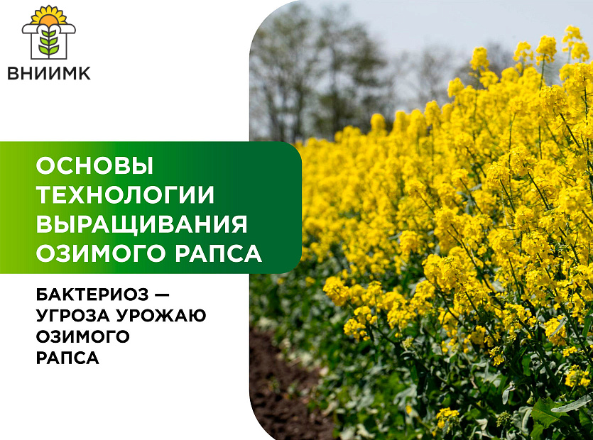 Bakterioz---ugroza-urozhayu-ozimogo-rapsa-