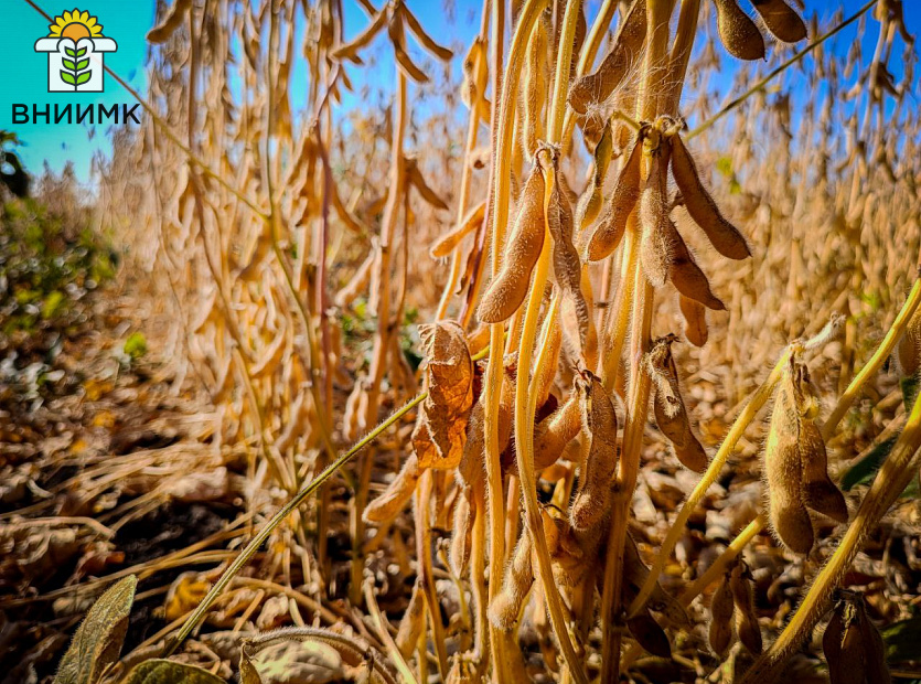 Соя-Липчанка-–-отличный-предшественник-для-озимой-пшеницы-4