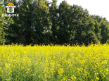 Поле.рф: «Первый устойчивый к гербицидам российский сорт рапса стал лидером рейтинга по объемам высева»