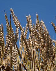 Озимая пшеница Школа