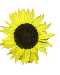 Подсолнечник декоративный Астория