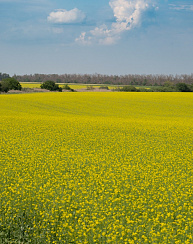 Горчица Дюна