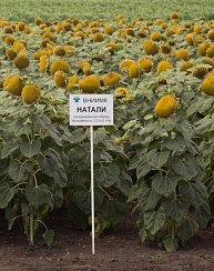  Натали