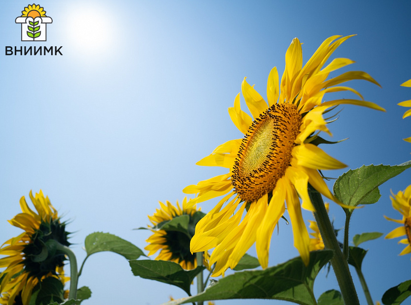 Ученые-Сколтеха-и-ВНИИМК-нашли-способ-ускорить-селекцию-высокоолеинового-подсолнечника