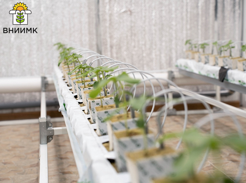 Ученые-ВНИИМК-проводят-эксперимент-по-выращиванию-подсолнечника-гидропонным-способом-3