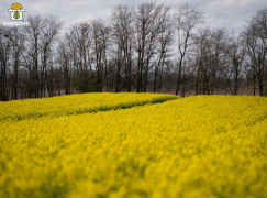 Химические защитные мероприятия на рапсе озимом против фомоза
