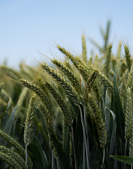 Озимая пшеница Таня