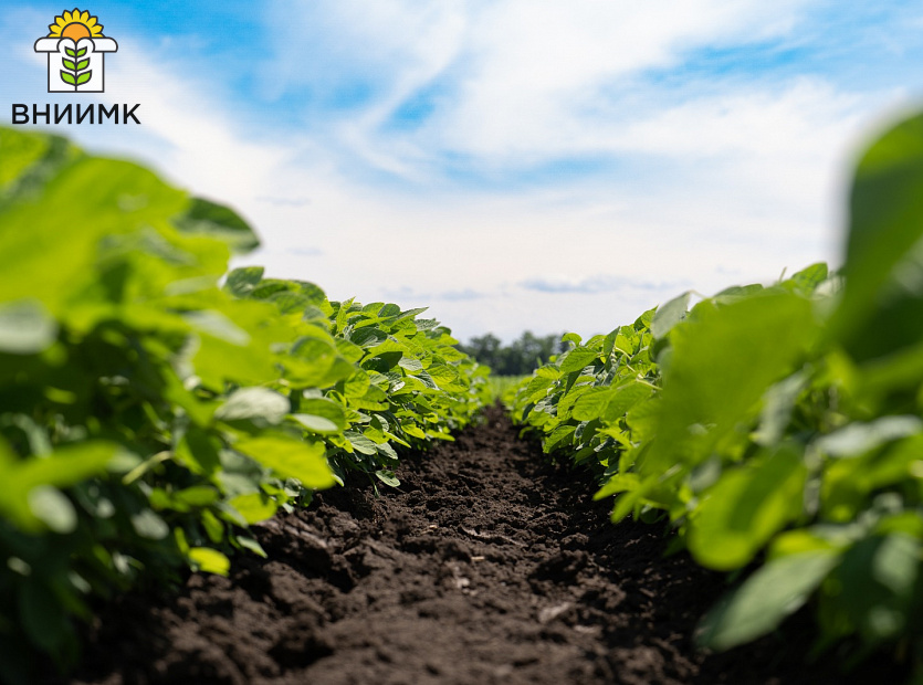 ТРИАДА-–-тройной-ответ-засухе,-холоду-и-неоптимальной-длине-дня-2