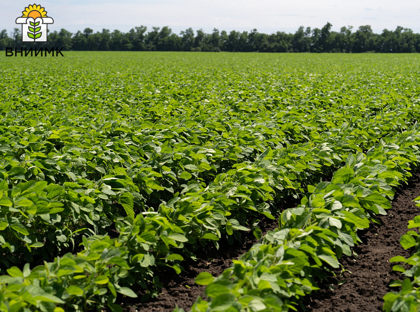 ТРИАДА-–-тройной-ответ-засухе,-холоду-и-неоптимальной-длине-дня-1