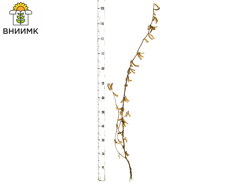 ТРИАДА-–-тройной-ответ-засухе,-холоду-и-неоптимальной-длине-дня-4