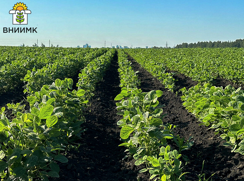 Сорт-сои-Липчанка