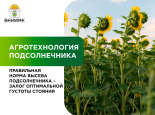 Правильная норма высева – залог оптимальной густоты стояния и качественного урожая подсолнечника