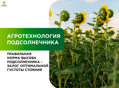 Правильная норма высева – залог оптимальной густоты стояния и качественного урожая подсолнечника
