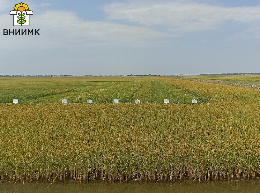 ВНИИМК-посетил-День-поля-риса-в-Краснодаре-3