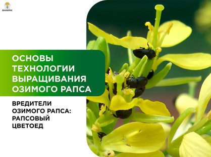 Вредители озимого рапса: рапсовый цветоед