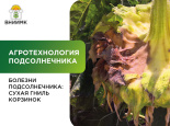 Болезни подсолнечника: сухая гниль корзинок