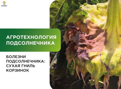 Болезни подсолнечника: сухая гниль корзинок