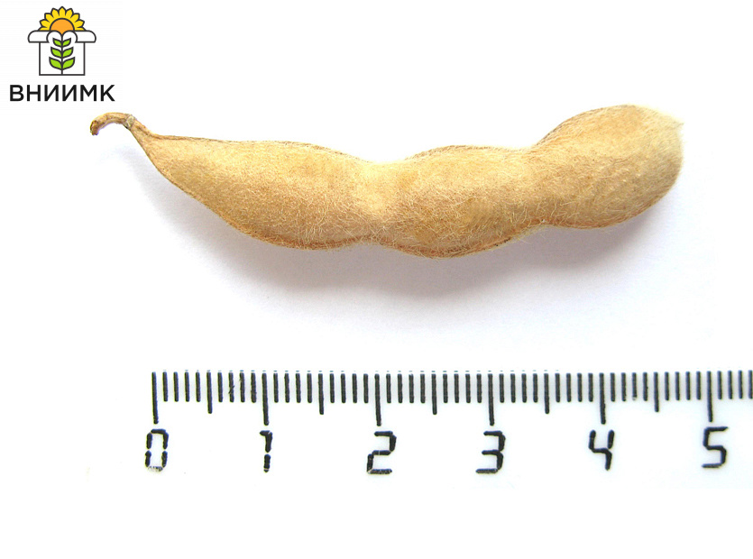 ТРИАДА-–-тройной-ответ-засухе,-холоду-и-неоптимальной-длине-дня-5