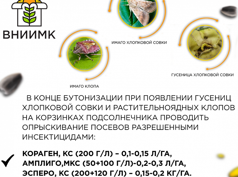 Как-защитить-свои-посевы(подсолнечник)-2