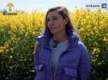 «Кубань 24» о востребованности рапса