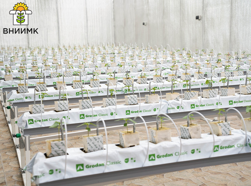 Ученые-ВНИИМК-проводят-эксперимент-по-выращиванию-подсолнечника-гидропонным-способом-5