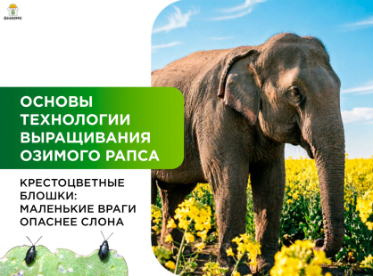 Вредители озимого рапса: крестоцветные блошки