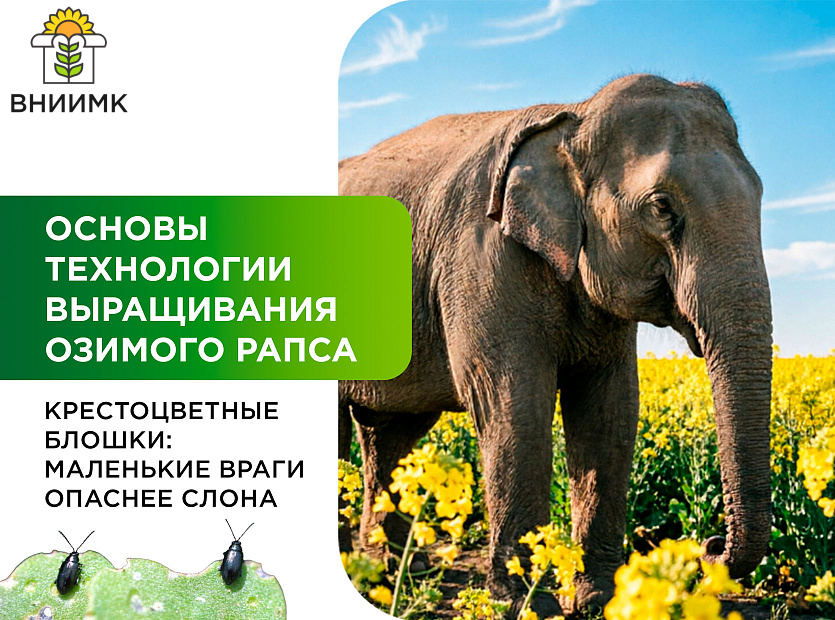 Vrediteli-ozimogo-rapsa-krestotsvetnye-bloshki