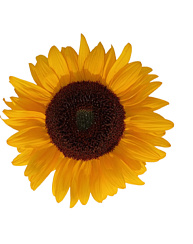 Подсолнечник декоративный Гелия