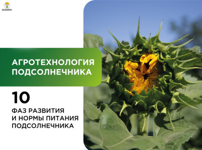 Биологические особенности агротехнологии подсолнечника.