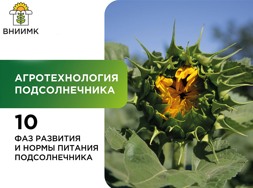 Biologicheskie-osobennosti-agrotekhnologii-podsolnechnika-