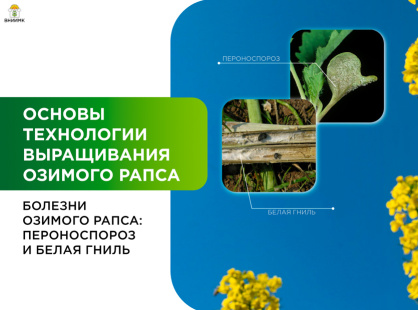 Болезни озимого рапса: пероноспороз и белая гниль
