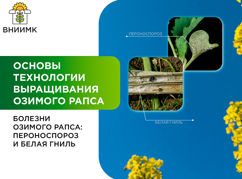 Bolezni-ozimogo-rapsa-peronosporoz-i-belaya-gnil