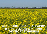 Ставропольские аграрии в три раза увеличили экспорт горчицы