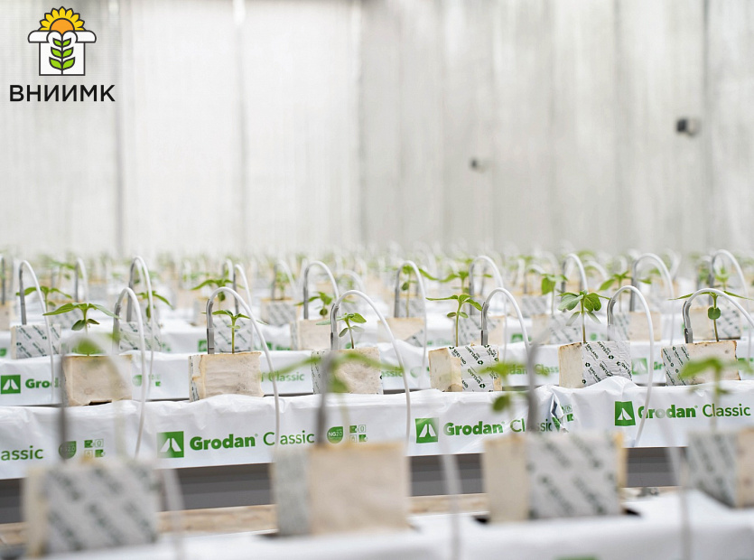 Ученые-ВНИИМК-проводят-эксперимент-по-выращиванию-подсолнечника-гидропонным-способом-2