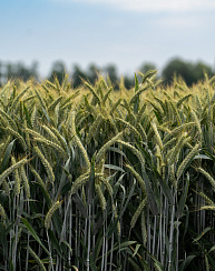 Озимая пшеница Безостая 100