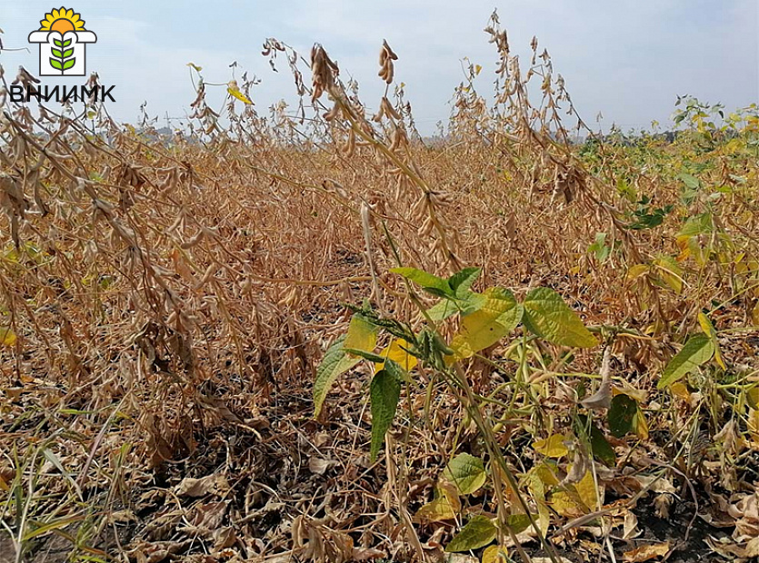 ТРИАДА-–-тройной-ответ-засухе,-холоду-и-неоптимальной-длине-дня-3