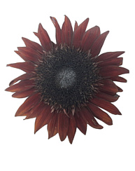 Подсолнечник декоративный Смуглянка