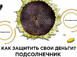 Как защитить свои посевы подсолнечника? 